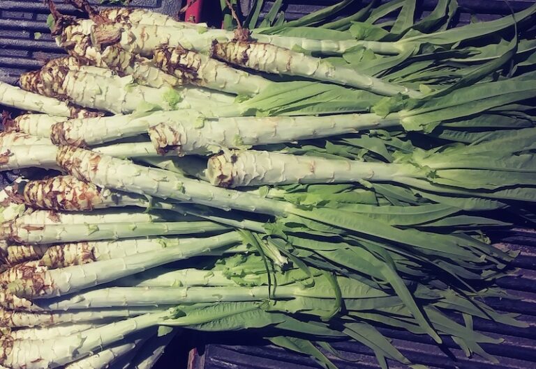 Celtuce-harvest